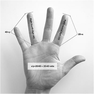 Digit Ratio (2D:4D) and Physical Performance in Female Olympic Athletes